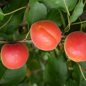 APRICOT PINK MARRY 12ltr